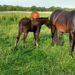 GEORGE - out of Always Invite Megan (Owned by Galloping B Ranch)